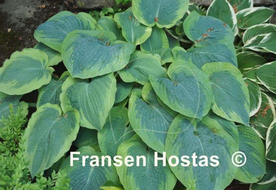 Hosta Frances Williams